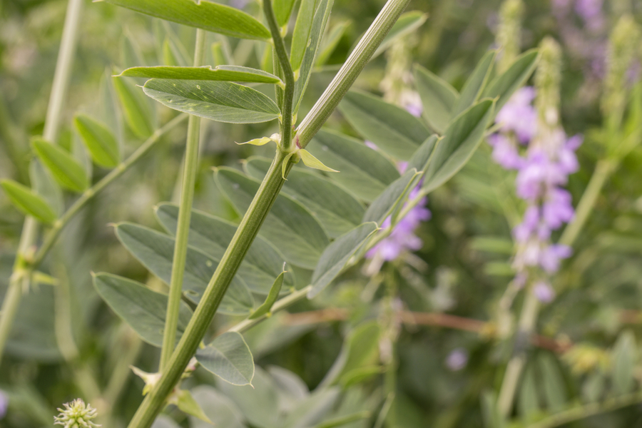 Galega officinalis