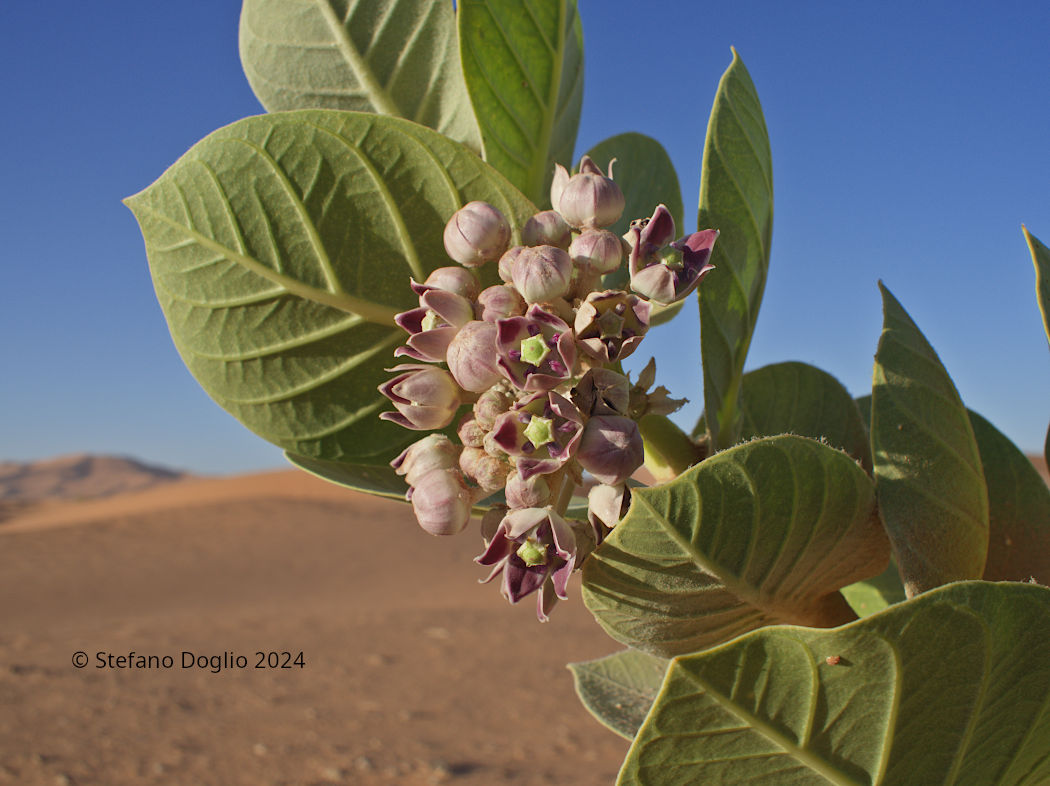 Calotropis procera