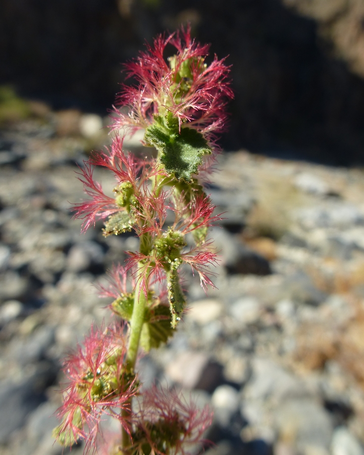 Acalypha californica