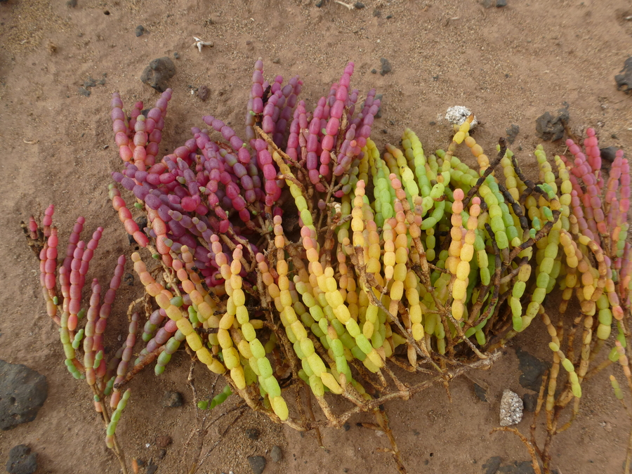 Salicornia bigelovii