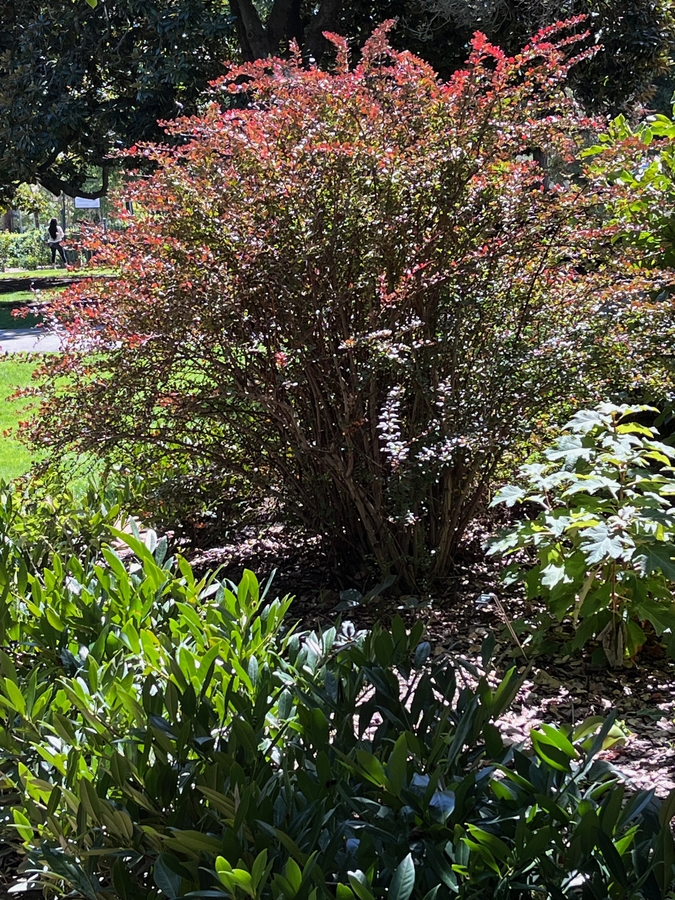 Berberis thunbergii