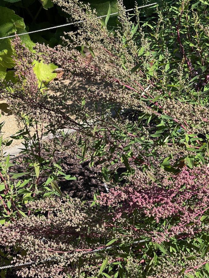 Chenopodium berlandieri