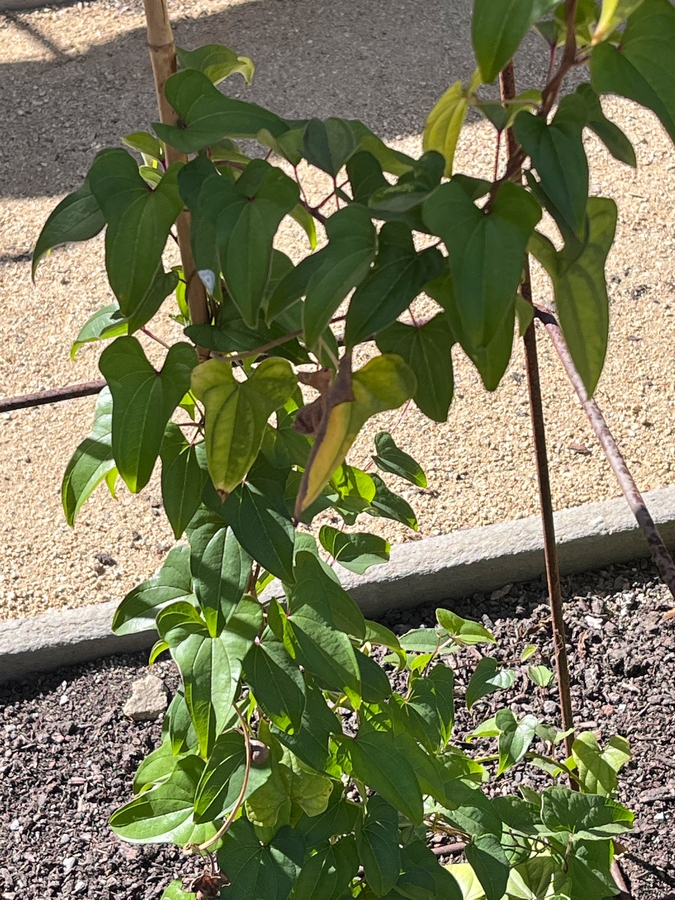Dioscorea polystachya