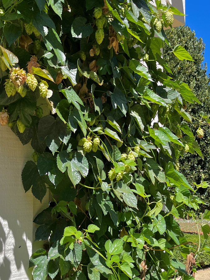 Humulus lupulus