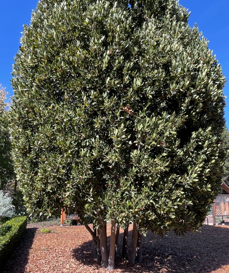 Laurus nobilis
