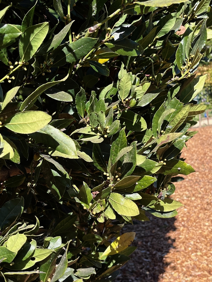 Laurus nobilis