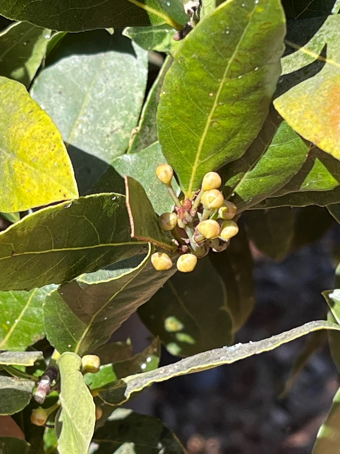 Laurus nobilis