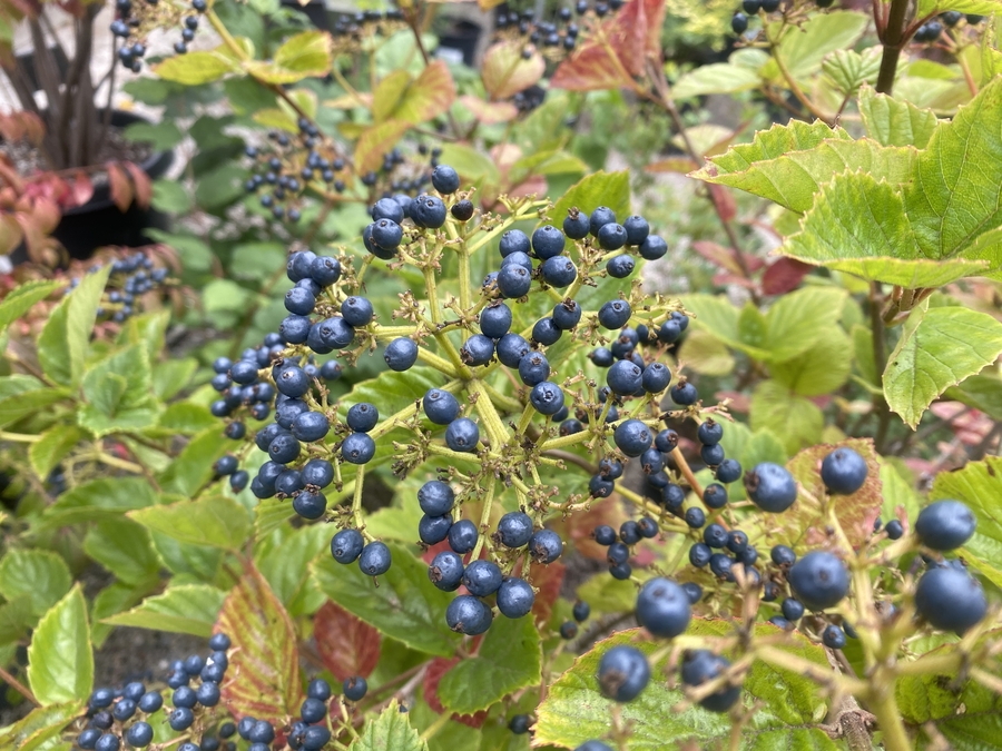 Viburnum dentatum