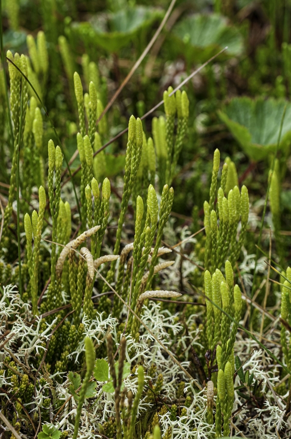 Lycopodium sitchense Lycopodium sitchense