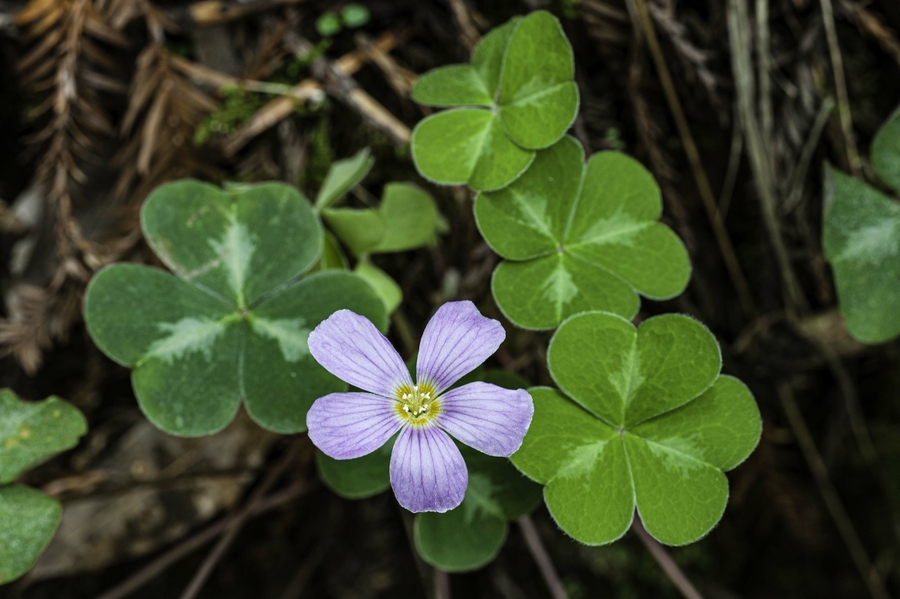 Oxalis oregana Oxalis oregana