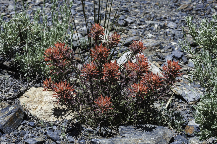 Castilleja angustifolia Castilleja angustifolia