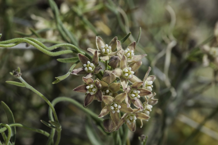 Funastrum cynanchoides