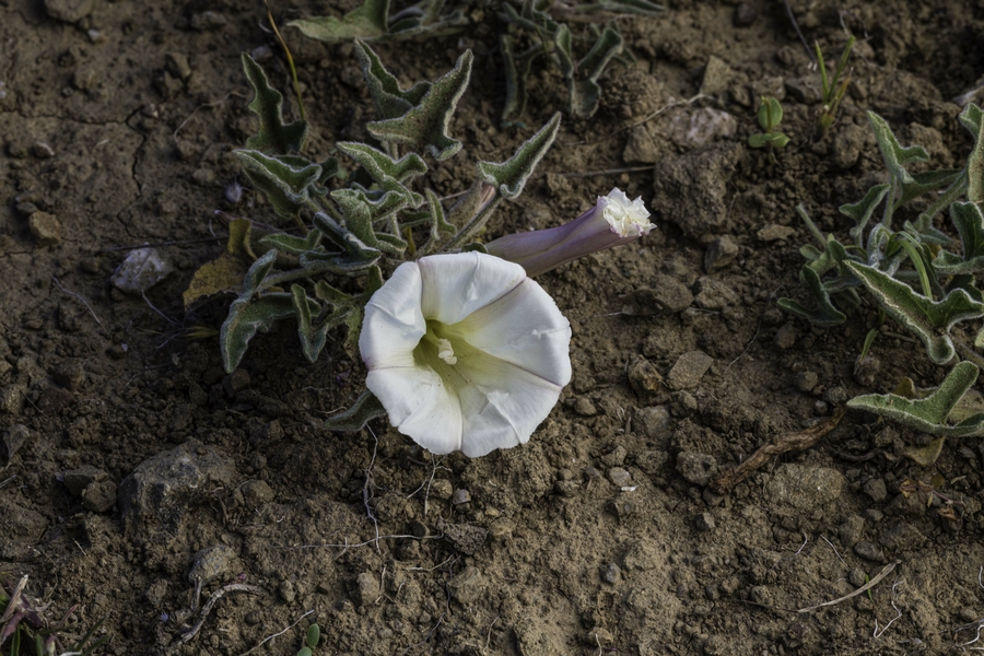 Calystegia collina Calystegia collina