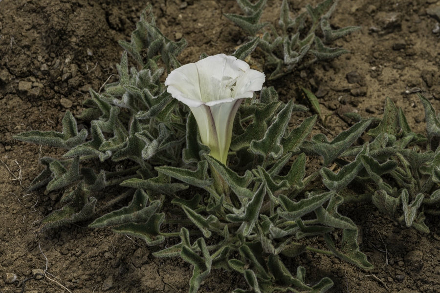 Calystegia collina Calystegia collina