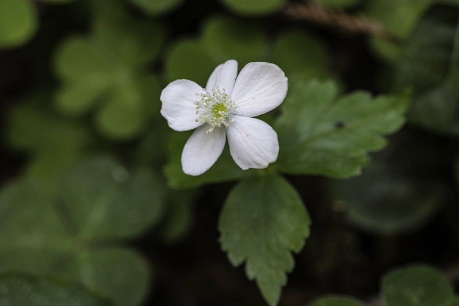 Anemone deltoidea Anemone deltoidea