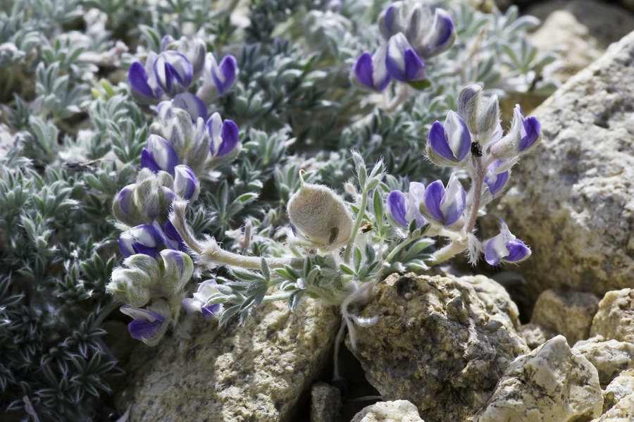 Lupinus tegeticulatus var. tegeticulatus Lupinus tegeticulatus var. tegeticulatus
