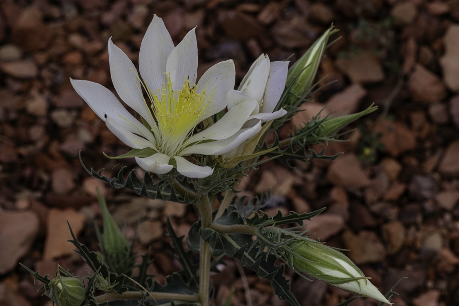 Mentzelia decapetala