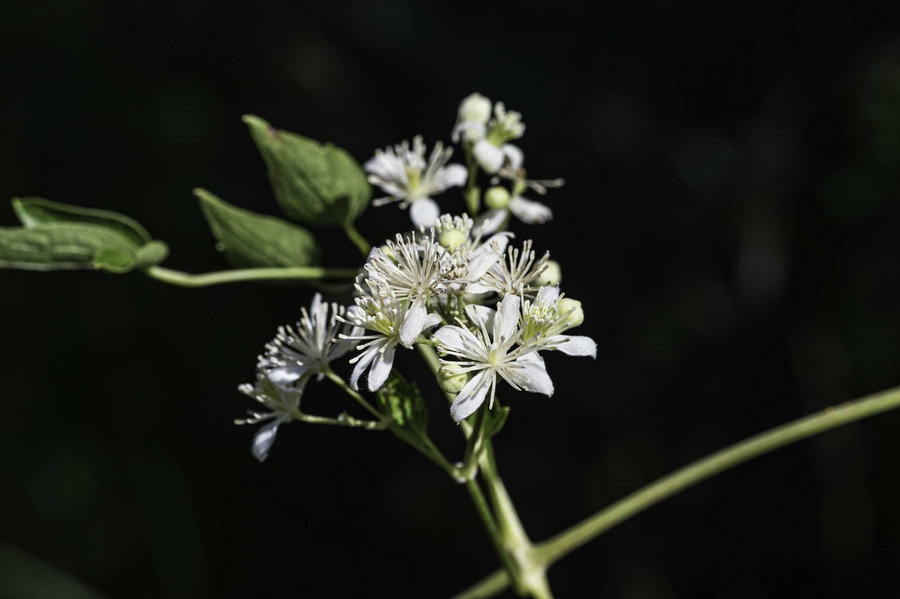 Clematis ligusticifolia Clematis ligusticifolia