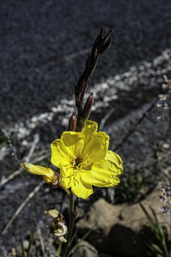 Oenothera stricta