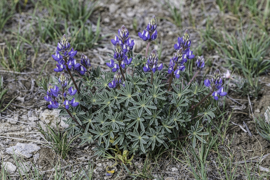 Lupinus saxosus Lupinus saxosus
