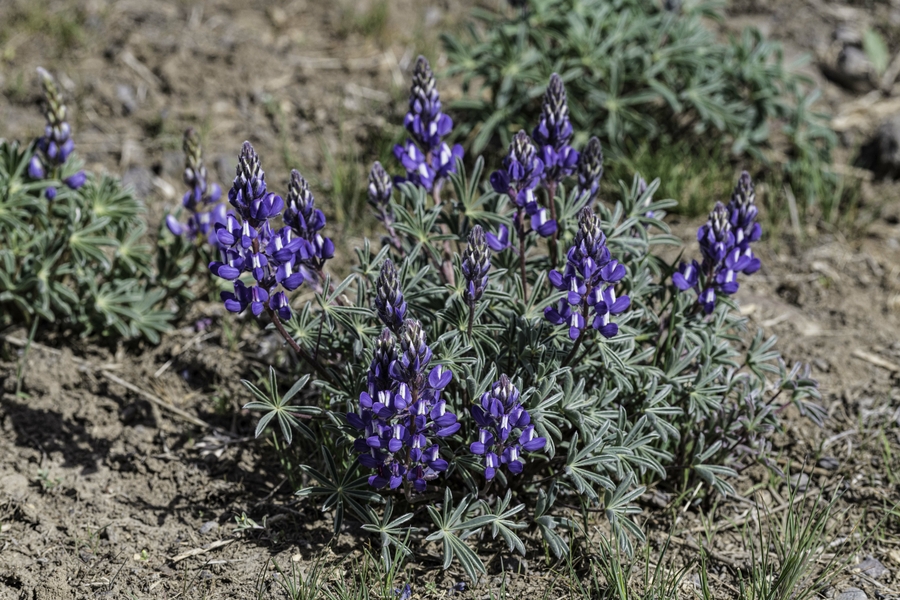 Lupinus saxosus Lupinus saxosus