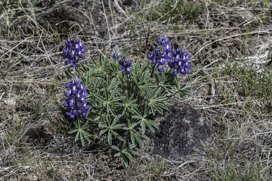 Lupinus saxosus