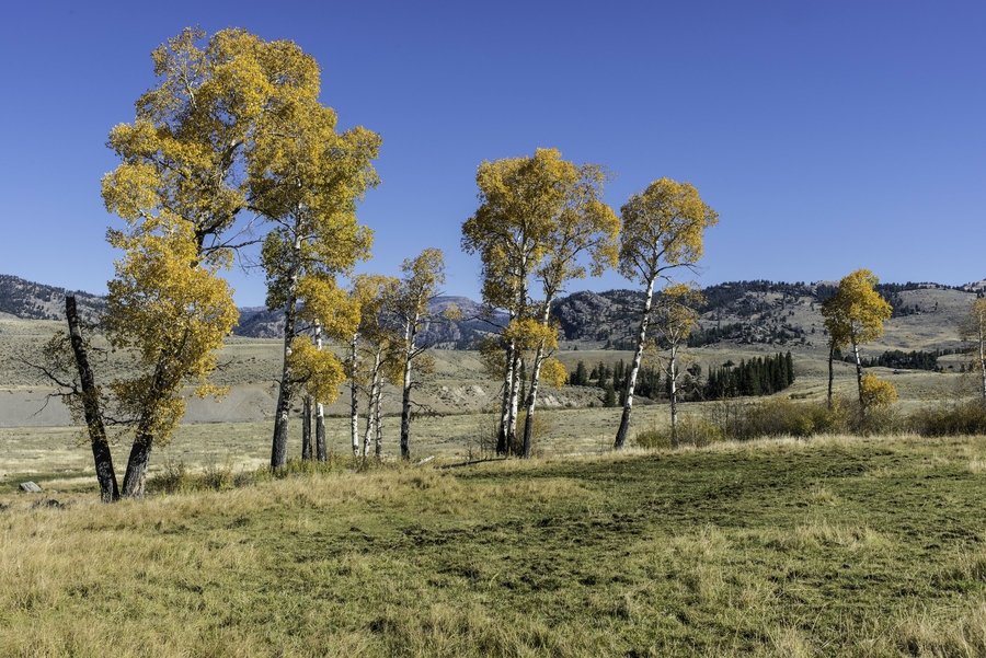 Populus deltoides ssp. monilifera Populus deltoides ssp. monilifera