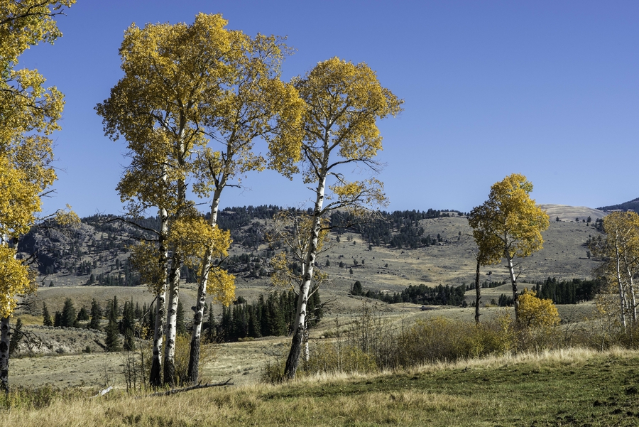Populus deltoides ssp. monilifera Populus deltoides ssp. monilifera