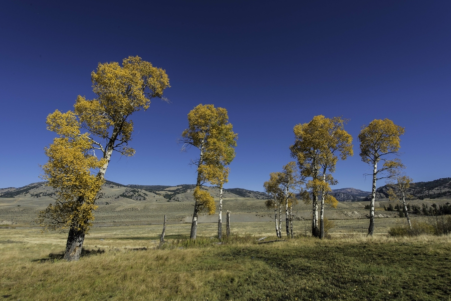 Populus sargentii