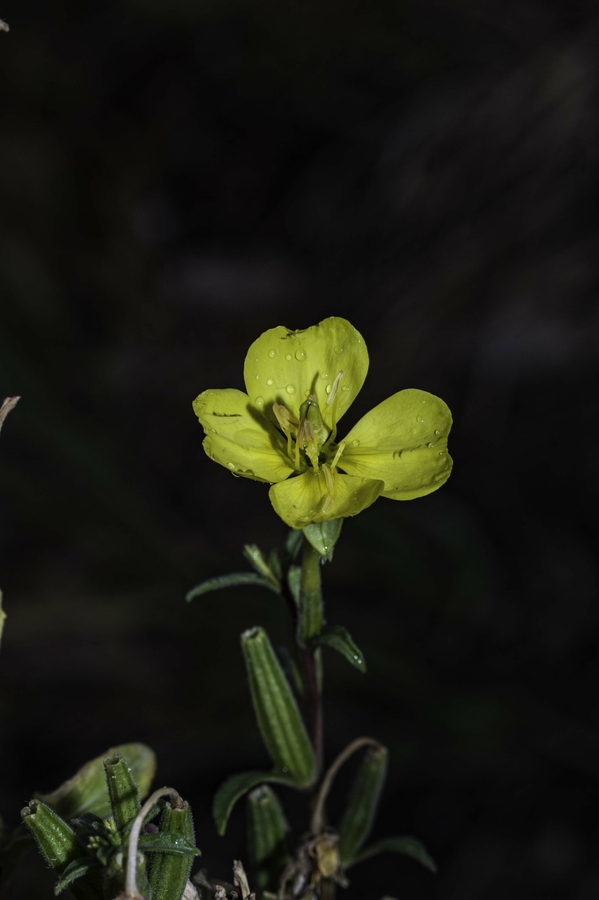 Oenothera villosa Oenothera villosa