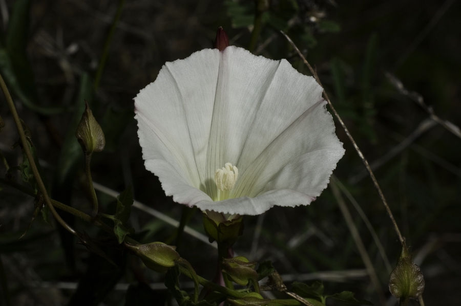 Calystegia macrostegia cyclostegia Calystegia macrostegia cyclostegia