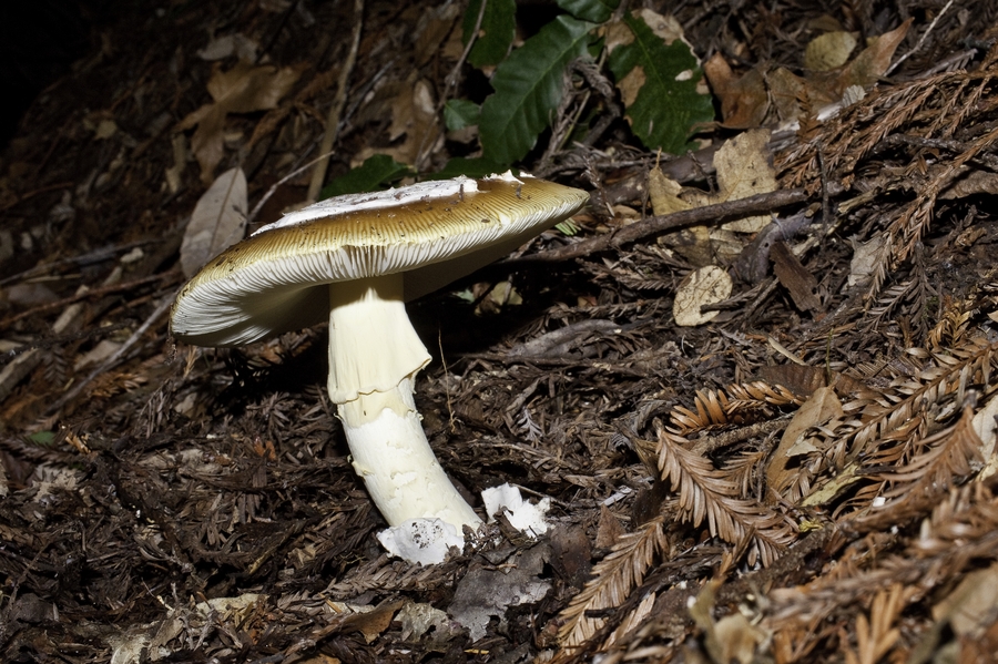 Amanita calyptroderma