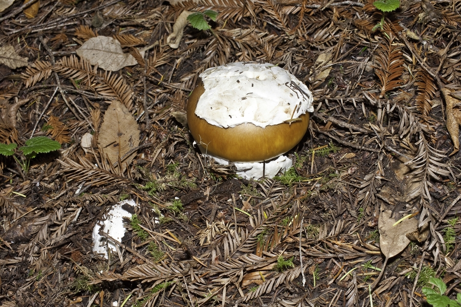Amanita calyptroderma Amanita calyptroderma