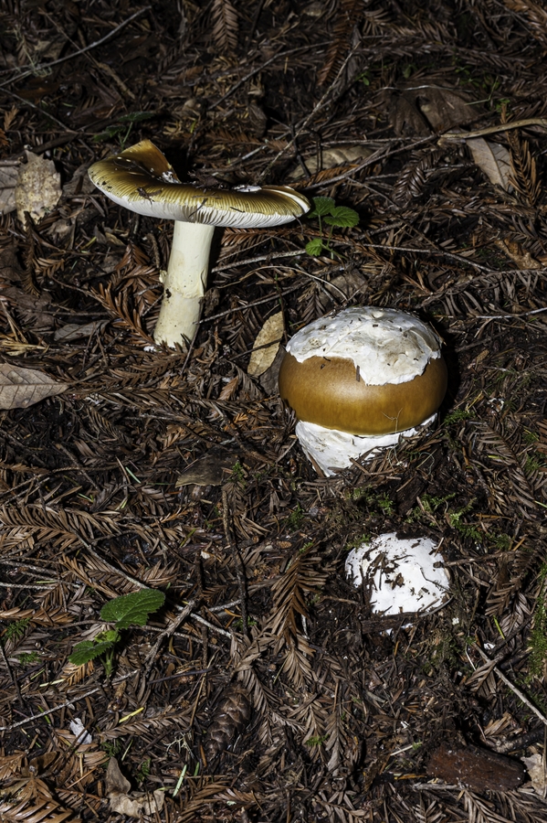 Amanita calyptroderma Amanita calyptroderma