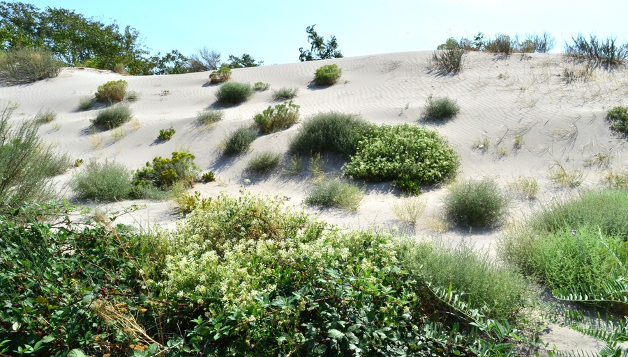 Abronia mellifera