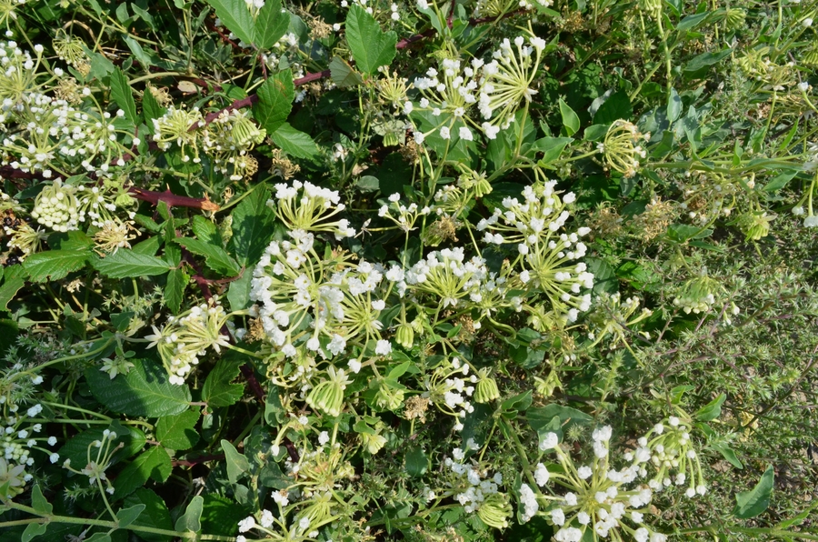 Abronia mellifera