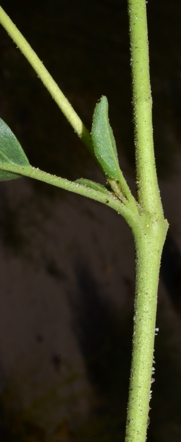 Abronia mellifera