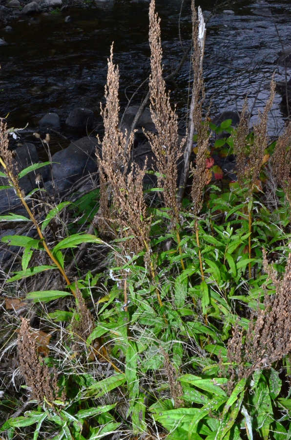 Artemisia suksdorfii