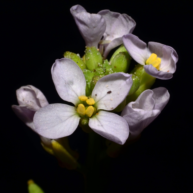 Cakile maritima ssp. maritima