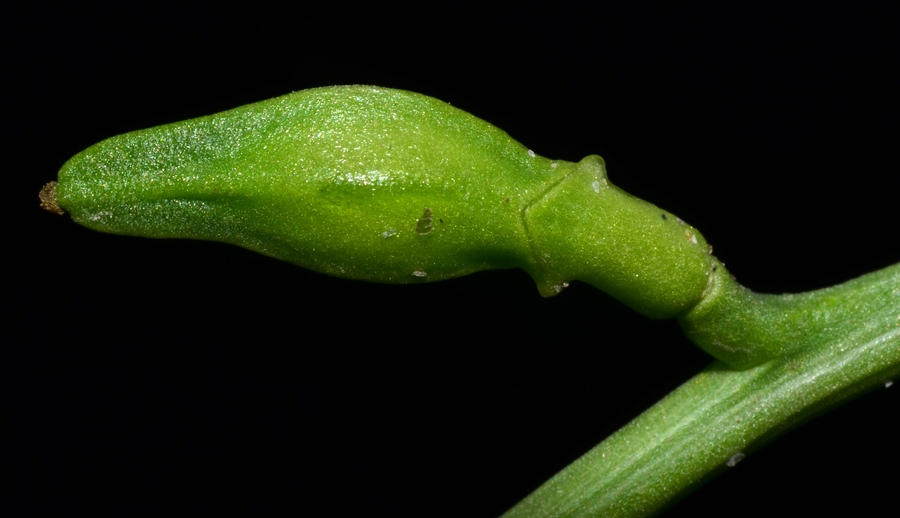 Cakile maritima ssp. maritima