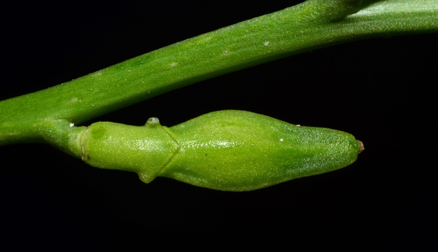 Cakile maritima ssp. maritima