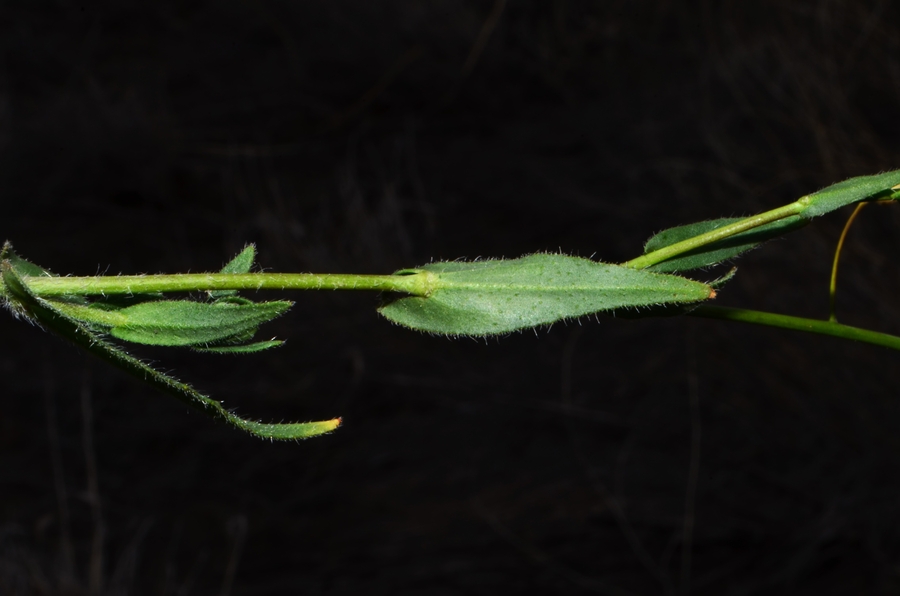 Camelina microcarpa