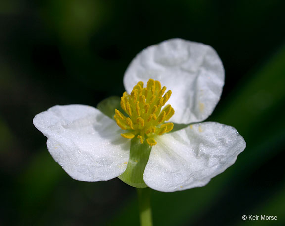 Sagittaria latifolia