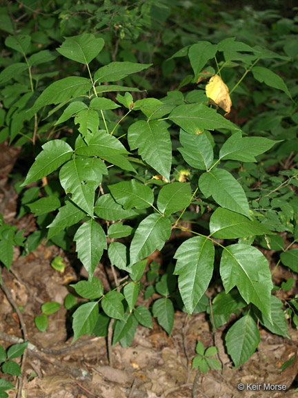 Toxicodendron radicans