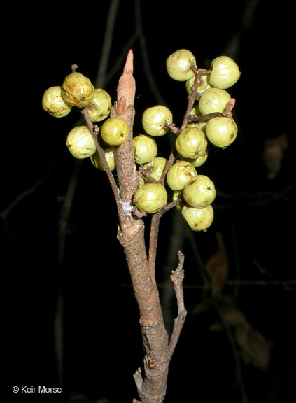 Toxicodendron rydbergii