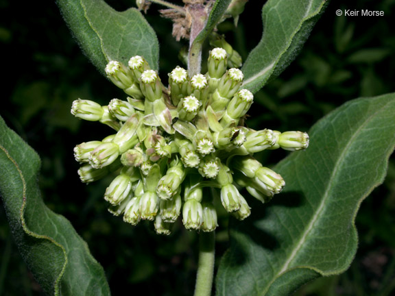 Asclepias viridiflora