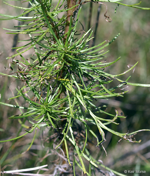 Artemisia campestris ssp. caudata