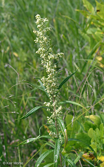 Artemisia serrata