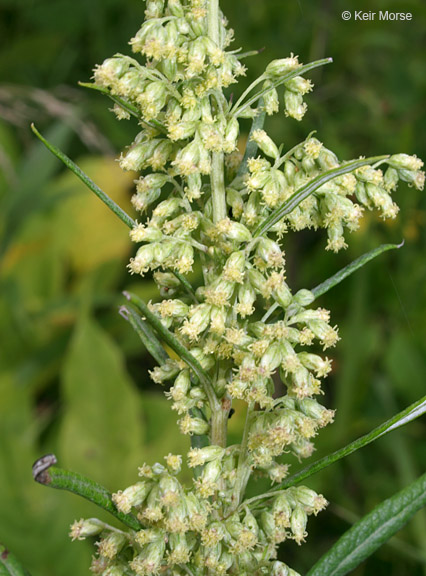 Artemisia serrata