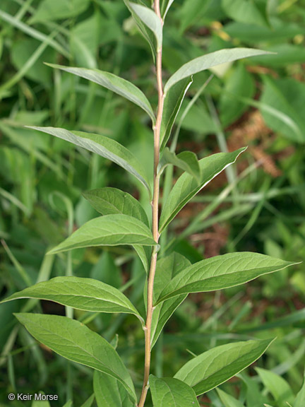 Doellingeria umbellata var. umbellata